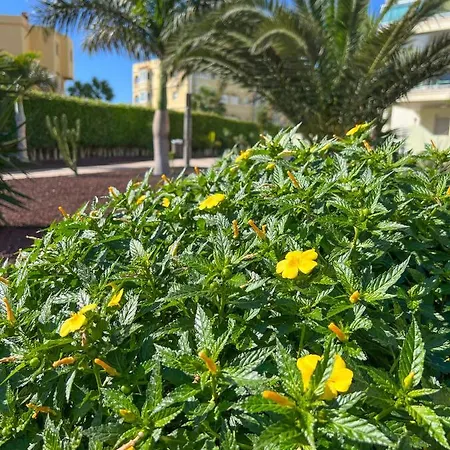Apartament Isla Feliz In Golf Del Sur San Miguel de Abona